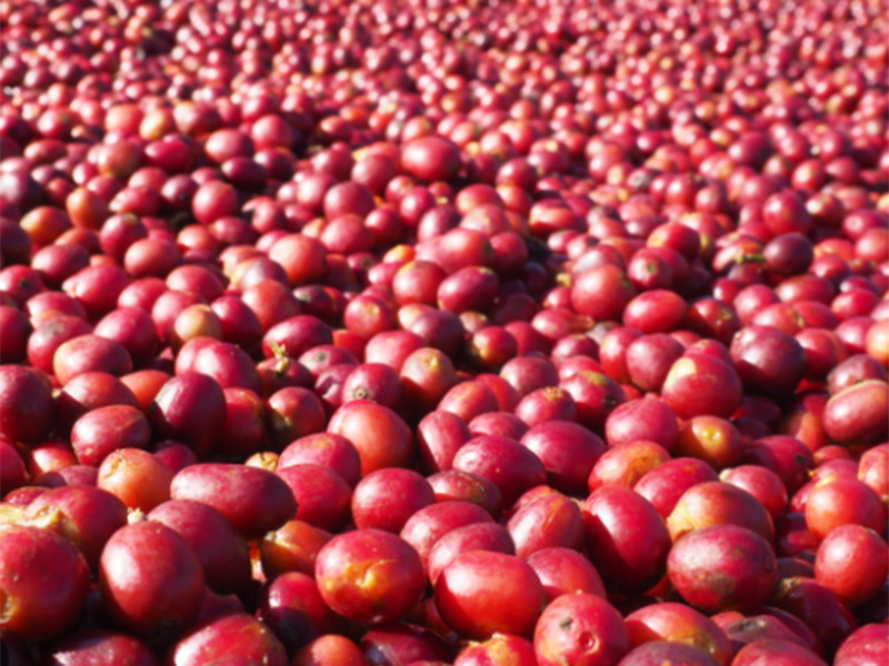 Ethiopia Butu Galcha - la Tosteria (6)
