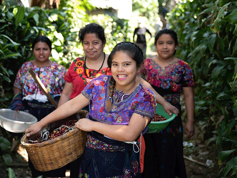 Guatemala-in-piantagione-di-caffè,-drupe-di-caffè-rosse-sui-rami-56442