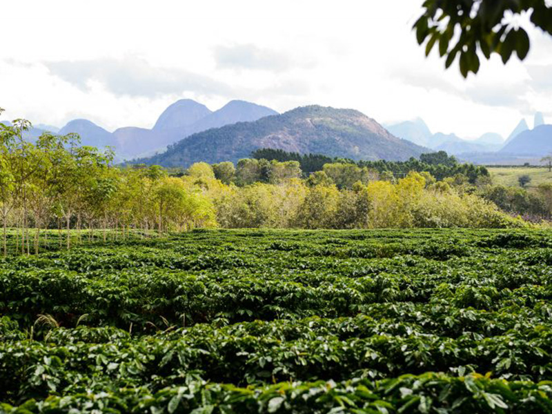 Brasil Conilon Fazenda Venturim - la Tosteria (12)