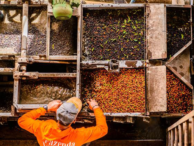 Brasil Conilon Fazenda Venturim - la Tosteria (13)