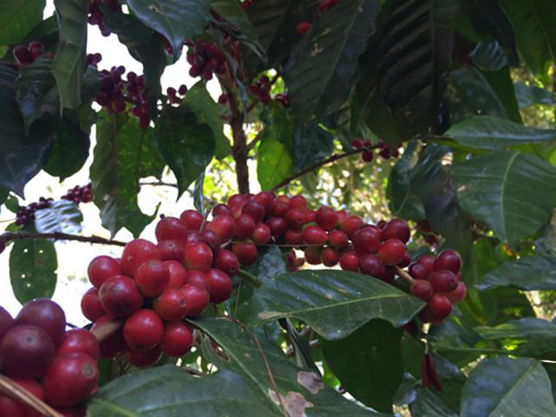 Guatemala Huehuetenango Finca Isnul - la Tosteria (4)