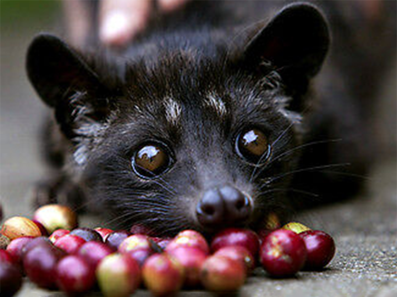 Kopi Luwak Indonesia - la Tosteria (1)