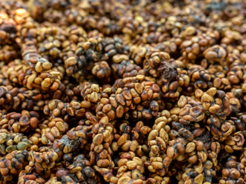 Kopi Luwak Indonesia - la Tosteria (5)